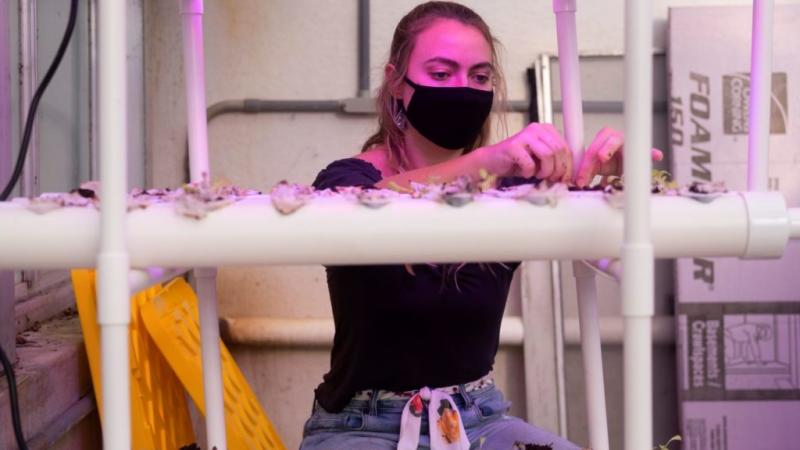 Catherine Wagoner ’22, working on hydroponics research in Briggs Hall.