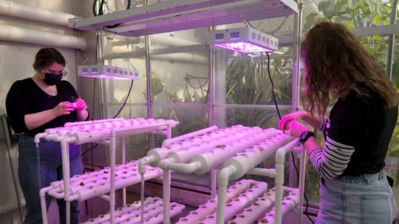students working on hydroponics research in Briggs Hall,