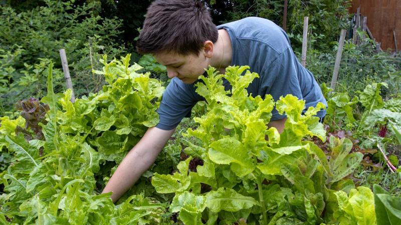 Student weeds SLUG as part of their summer research 