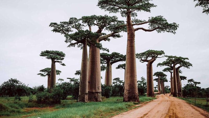 Trees in Madagascar