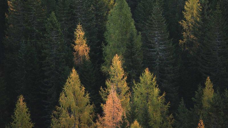 Image of trees in a forest