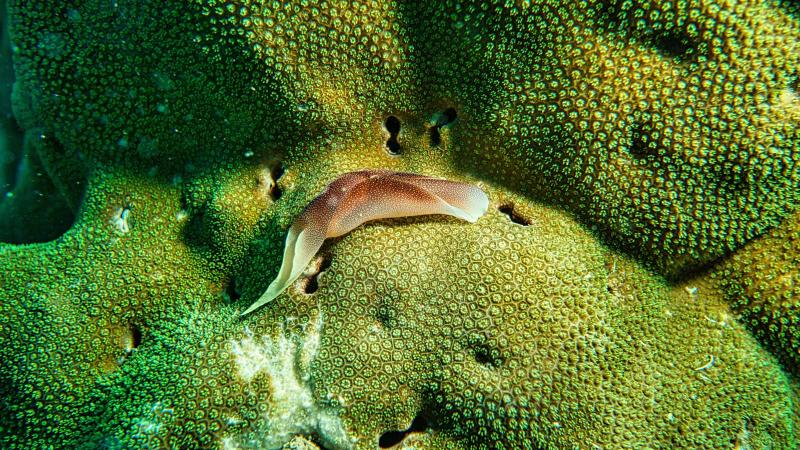 Close up shot of coral reef