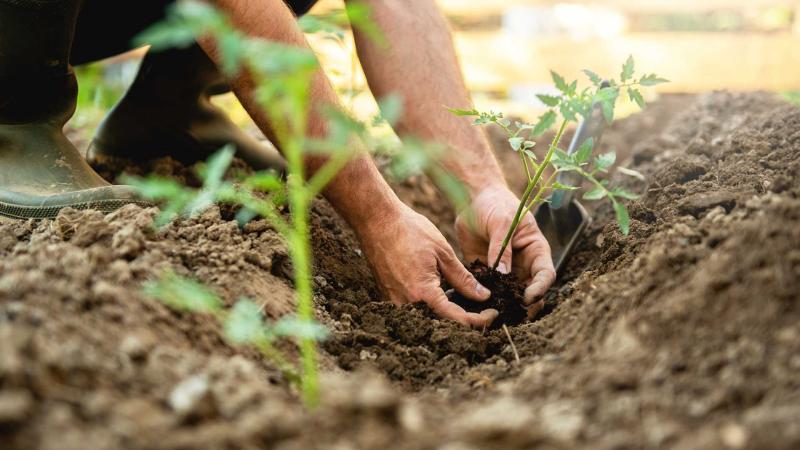 Hand planting small seedling into dirt