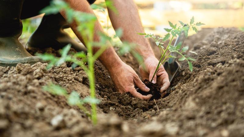 Farmer planting tomatoes seedling in organic garden