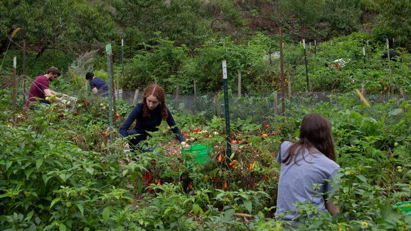 Students gardening the SLUG garden