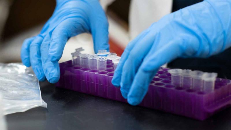 Person working with tubes in lab, where Lawrence biology majors pursue master's-level experiments and collaborative research