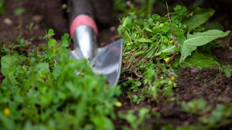 Shovel rests among plants.