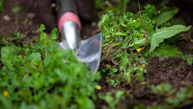 Shovel rests among plants in Sustainable Lawrence University Garden where biology majors pursue hands-on research