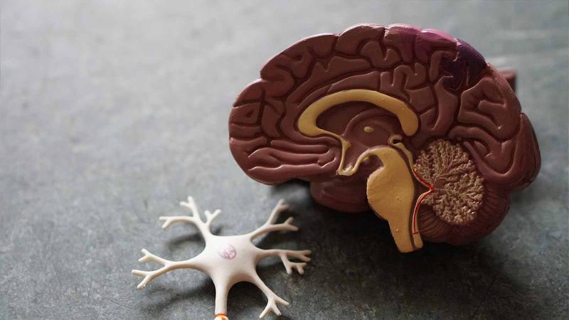 Brain and neuron models used by psychology majors at Lawrence