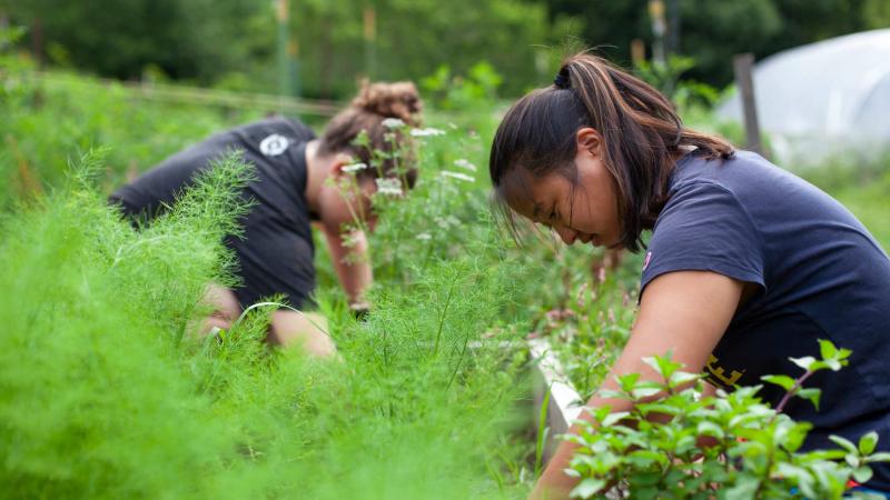 Students work in the SLUG garden