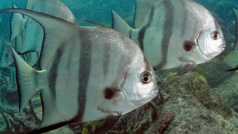 Atlantic Spadefish