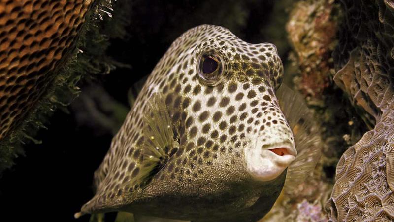 Spotted Trunkfish