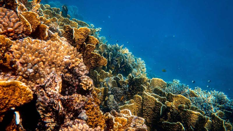Coral reef under water