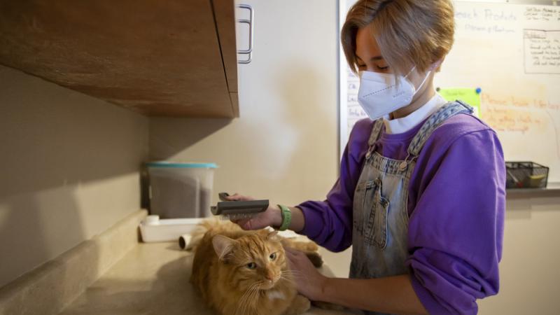 Student volunteering at Saving Paws pet shelter