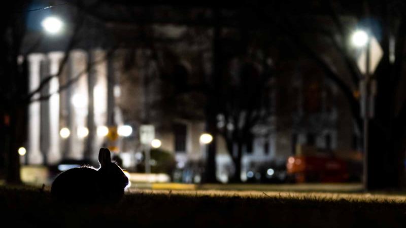 A rabbit is seen at night with Memorial Chapel in the background.