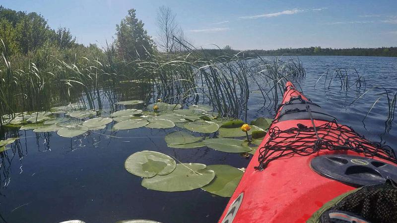 Red kayak moving through water with lily pads and a distant shoreline in view.
