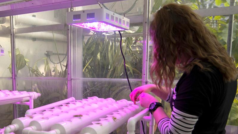 Student intern in hydroponics lab