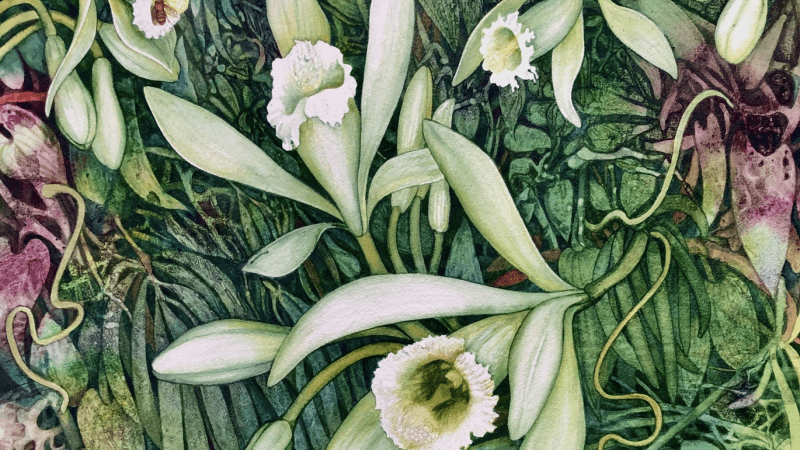a watercolor painting of vanilla orchid and mellipona bee