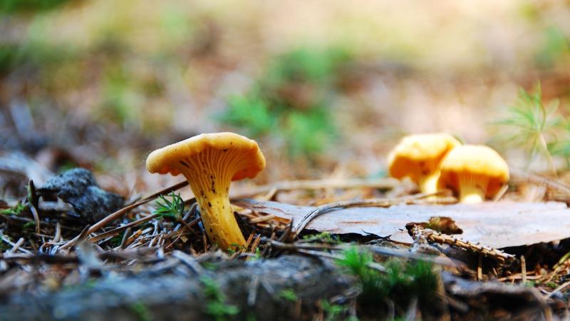 chanterelle mushrooms on a forest floor
