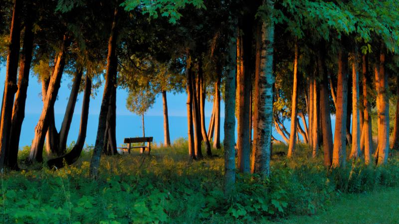 a bench situated in a crop of tree along Lake Michigan shoreline