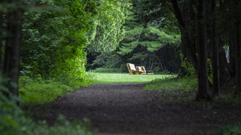 A quiet trail meanders through the Bjorklunden forest.