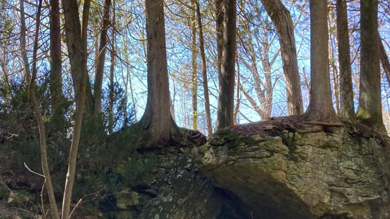 Photo of ancient lake Nipissing shoreline on Bjorklunden campus