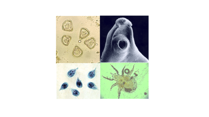 microscopic organisms