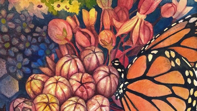 Watercolor by Helen Klebesadel featuring a monarch and milkweed blossom