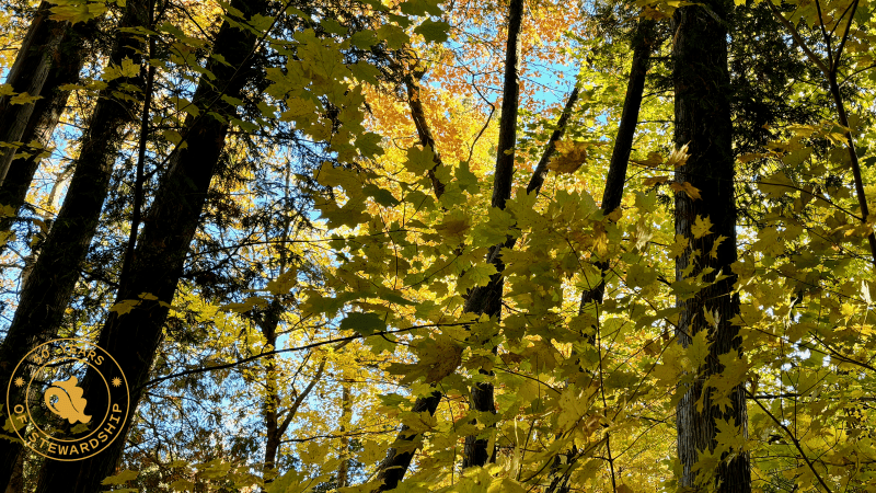forest with sunlight and 50 year logo