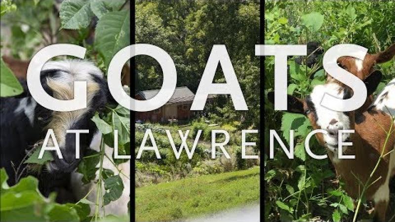 Preview image for the video "Goats at Lawrence".