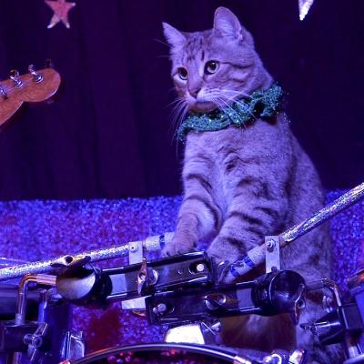 Drumming cat