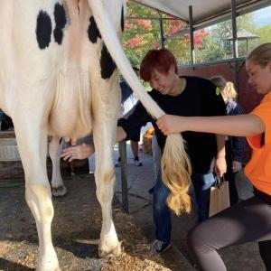 Student milking cow 