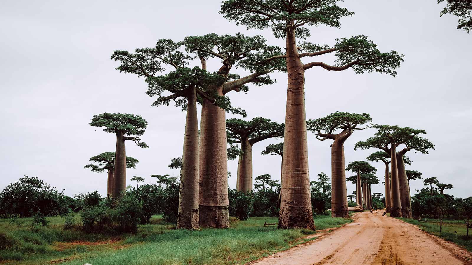 Madagascar
