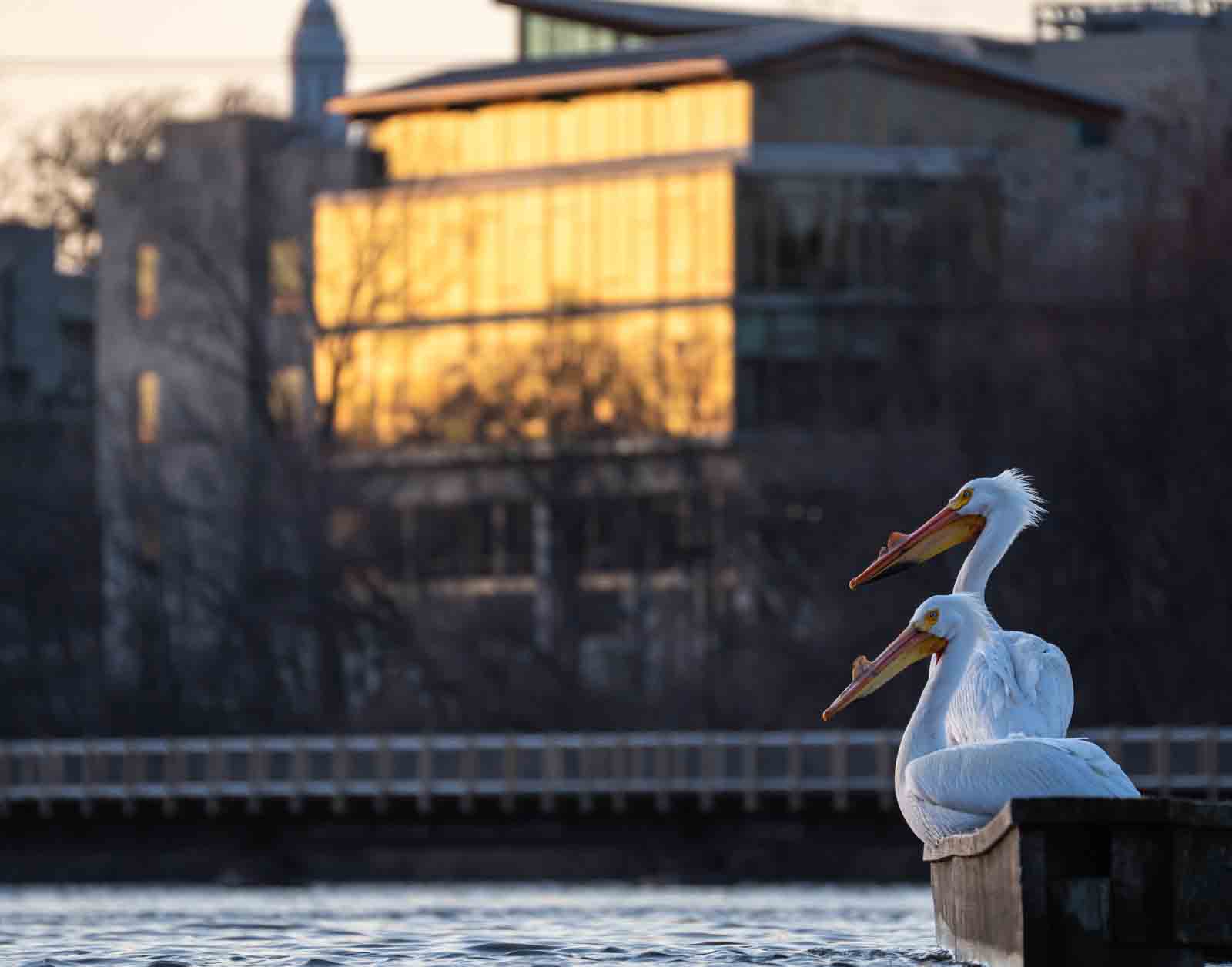 Wildlife on campus: A photo essay through the lens of student Kai Frueh