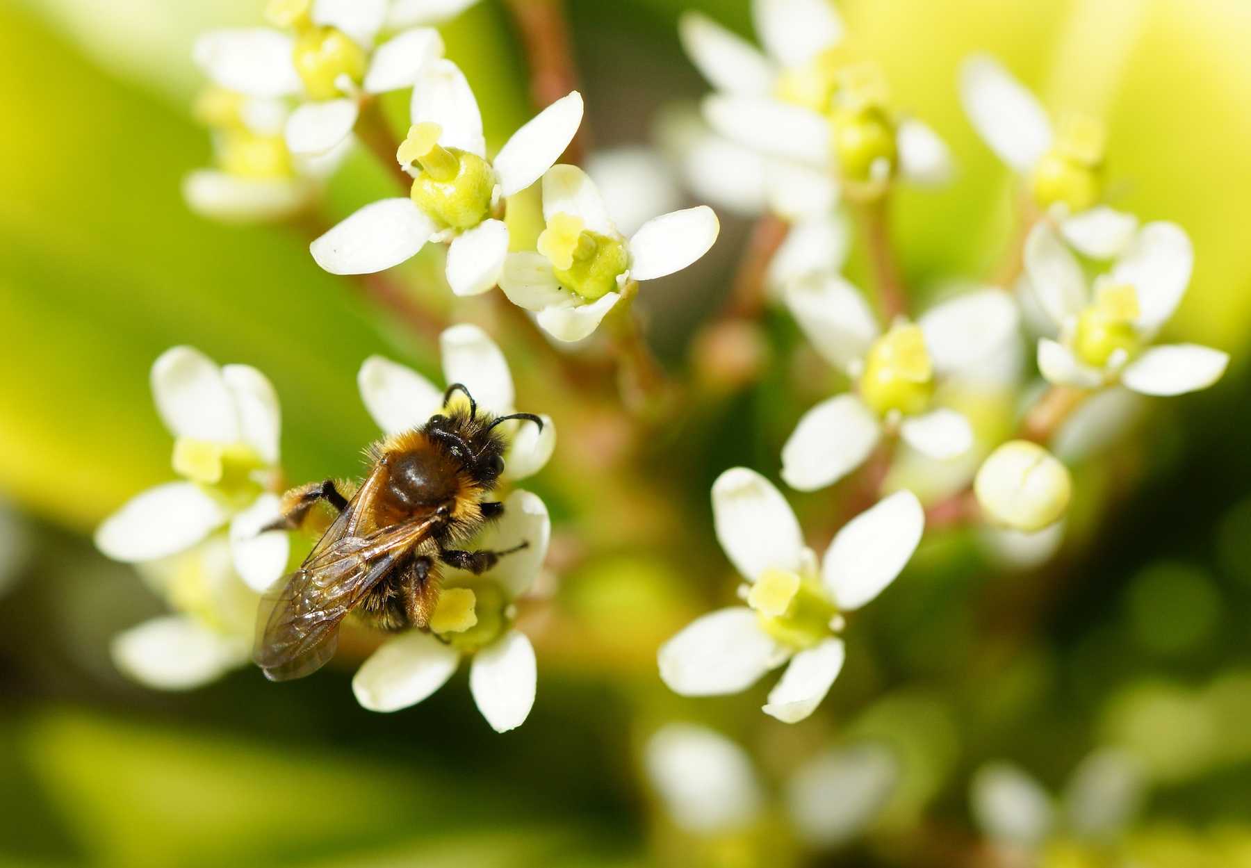 Lawrence research, led by Israel Del Toro, gives No Mow May a moment in the sun